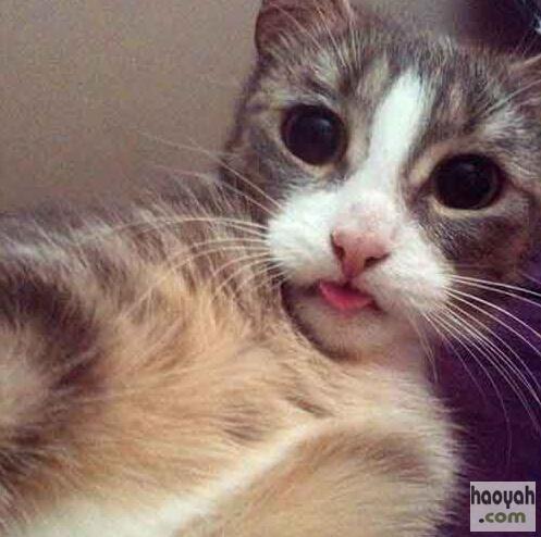 Ӣ�����ﾺ�ࡰ���ġ�Ϊ���������֯��ͼ��
