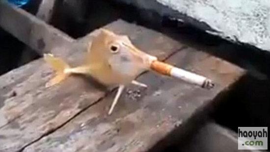 ����ǿ��С�����̿���Ц��Ƶ�������ַ�����ͼ��