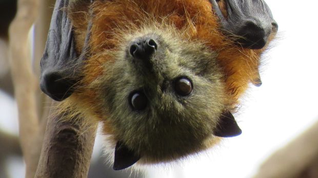 ����ӿ��Ϥ�ὼ�� ר������������Ӵ�